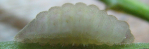 Larvae